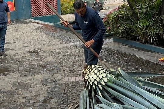 Tequila Experience History Flavor and Tradition