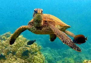 Morning Turtle Town Snorkel at Coral Gardens