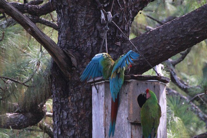 Visit the Sanctuary of the Guacamayas in free life