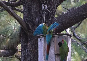 Visit the Sanctuary of the Guacamayas in free life