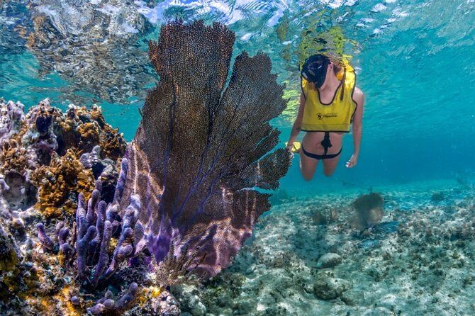Cozumel 3 Reefs Snorkel
