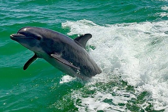 4 Hour Boat Tour with Dolphin Watching Including Sandbars