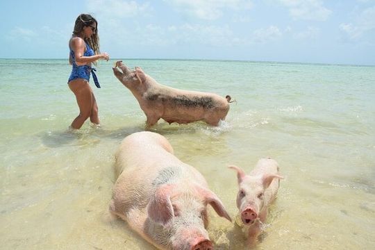 Swimming Pigs & Tour with Transportation to Rose Island