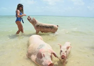 Swimming Pigs & Tour with Transportation to Rose Island