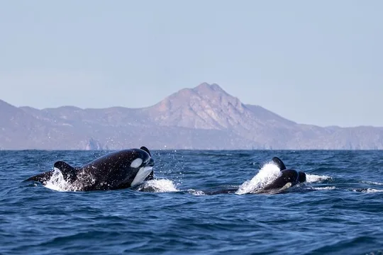 Wildlife expedition in the Sea of Cortez private trip