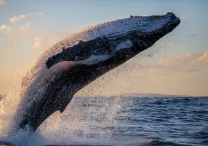 Whale Watching Expedition