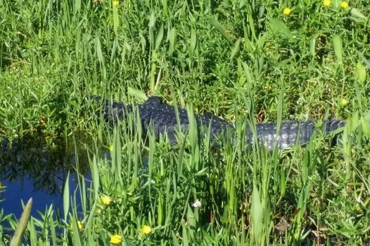 1 Hour Sunset Airboat Tour