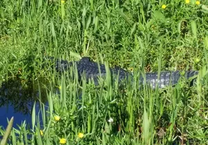 1 Hour Sunset Airboat Tour