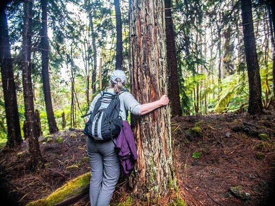 Kona Cloud Forest Sanctuary Pantropical Tour (1.5 hrs)