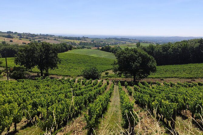 Gaillac Small Group Wine Tour from Toulouse