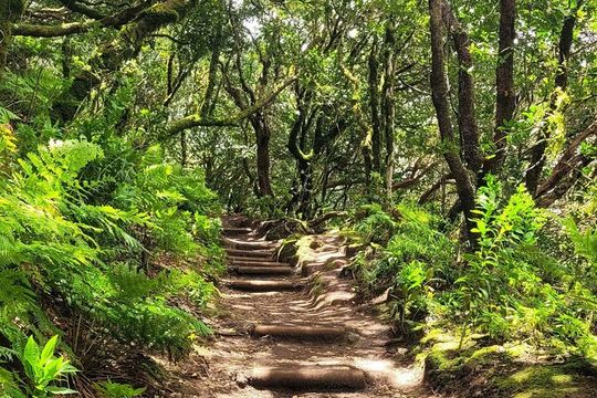 Tenerife Anaga Mountains Round trip in the Laurel Forest