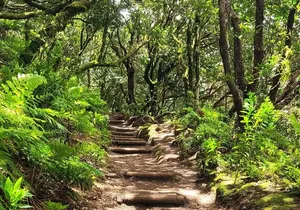 Tenerife Anaga Mountains Round trip in the Laurel Forest