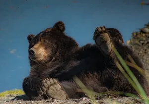 Bear Viewing at Waterfall Creek