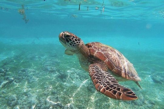 Swim with Sea Turtles in Akumal Plus Visit and Swim in a Cenote