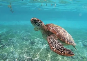 Swim with Sea Turtles in Akumal Plus Visit and Swim in a Cenote