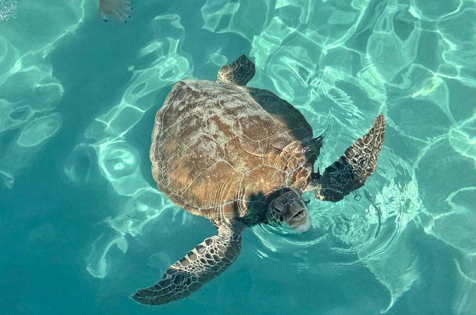 Turtle encounter, Hidden cave and Beach Tour