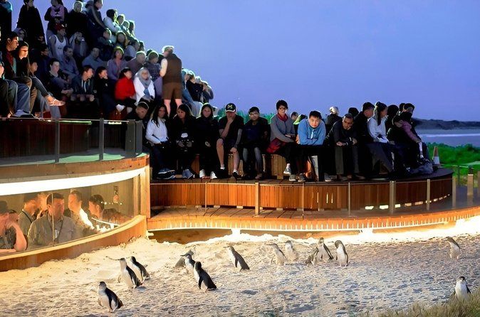 Luxury Private Phillip Island Penguin Plus Tour from Melbourne
