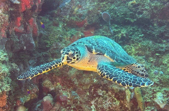 Snorkeling Adventure with Guide