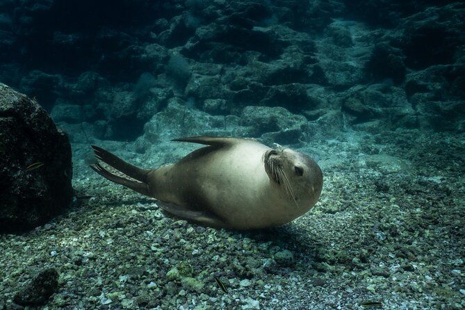 Scuba Diving in La Paz Private Trip