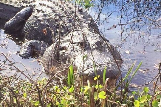 1 Hour Florida Everglades Wildlife Tour