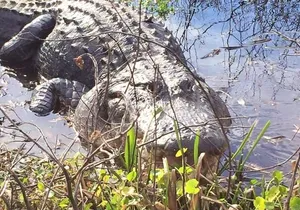 1 Hour Florida Everglades Wildlife Tour