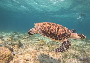 Cancun Snorkeling Adventure