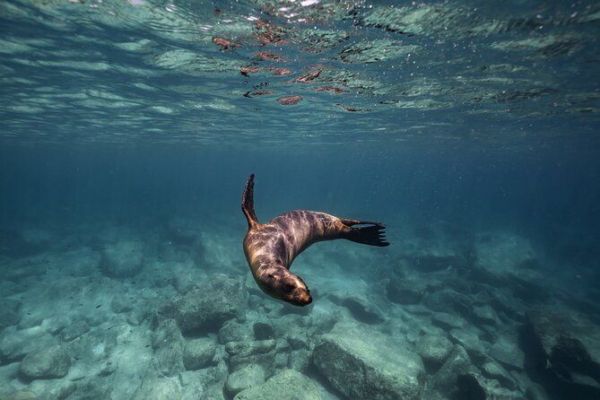 Sea Lion Snorkel at Espíritu Santo Island Private trip