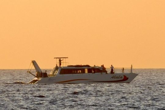 Sunset Cruise with the Whales from Kawaihae Harbor