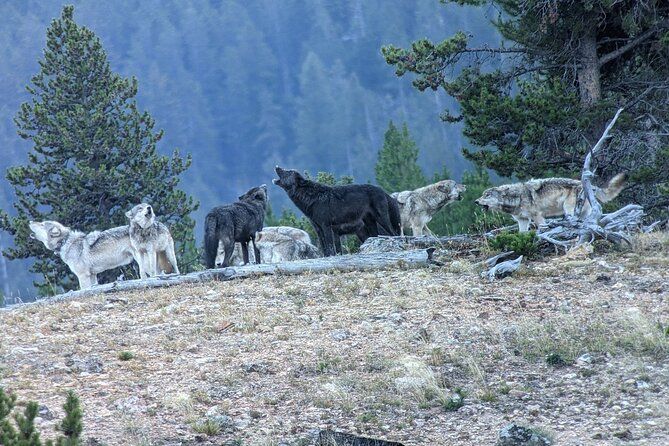 Yellowstone PRIVATE Wildlife Safari with Lunch