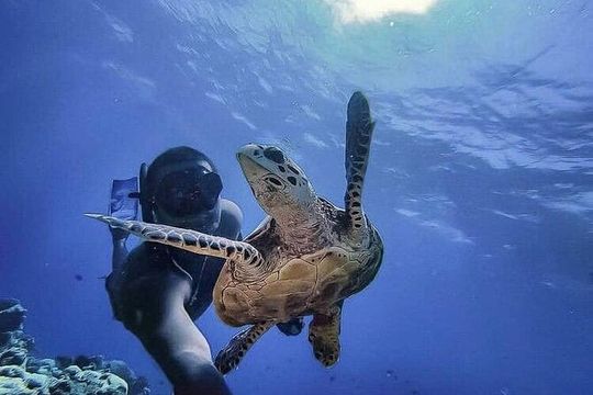 Tulum Ruins, Akumal Turtles & Cenote Adventure