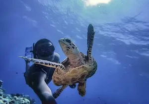 Tulum Ruins, Akumal Turtles & Cenote Adventure