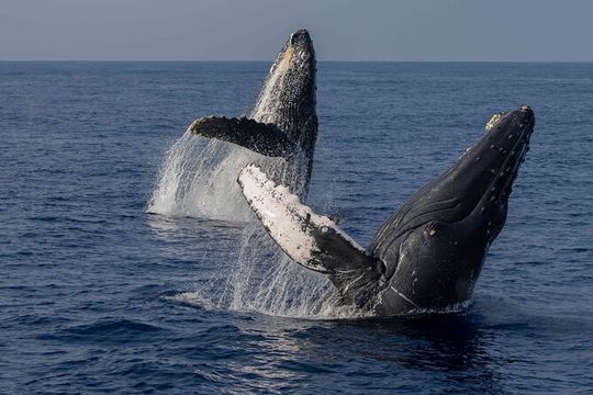 Humpback Whale Watch Tour