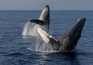 Humpback Whale Watch Tour