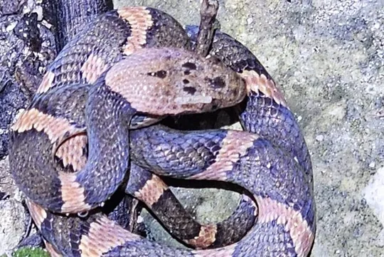 Reptile and Amphibian Night Adventure in Yucatán Jungle