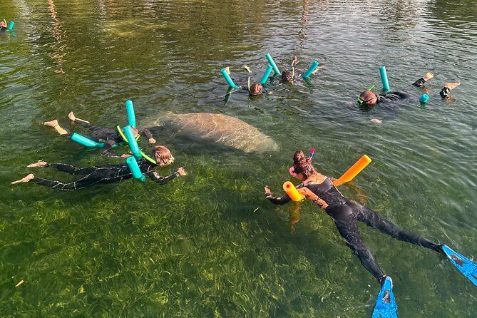Swim with Manatees Private Tour