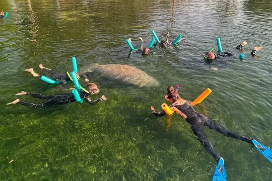 Swim with Manatees Private Tour