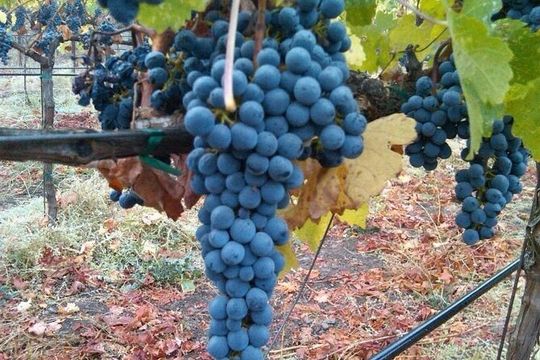 Napa Valley Wine Tour with Premium Transportation