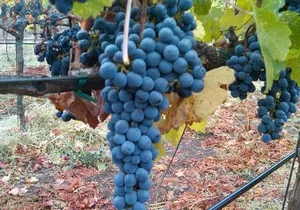 Napa Valley Wine Tour with Premium Transportation