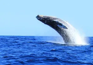 Whale Watching in Cabo San Lucas