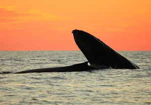 Whale-Watching Sunset Cruise in Los Cabos