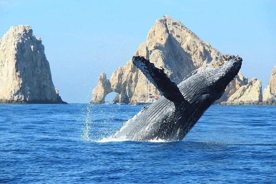 Whale Tale Adventures in Los cabos
