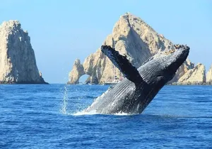 Whale Tale Adventures in Los cabos