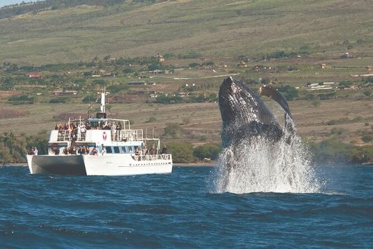2-Hour Maui Whale Watch from Lahaina Harbor, Maui