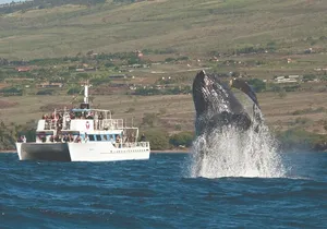 2-Hour Maui Whale Watch from Lahaina Harbor, Maui
