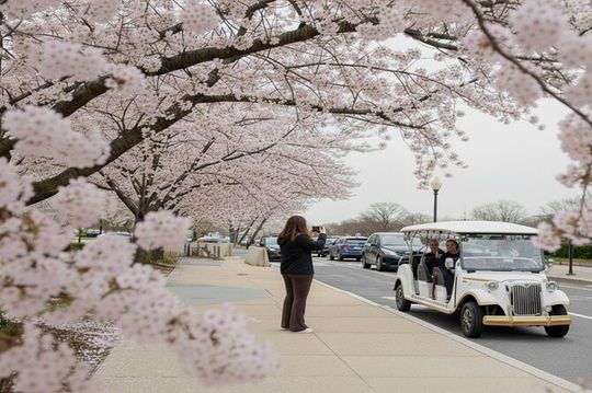 Washington DC Cherry Blossom Guided E Cart Tour
