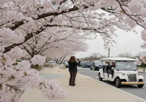 Washington DC Cherry Blossom Guided E Cart Tour