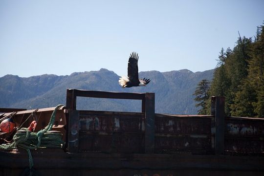 Lighthouse, Totems and Eagles Excursion (Ward Cove)