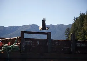 Lighthouse, Totems and Eagles Excursion (Ward Cove)