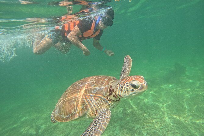 Sea Turtle Snorkeling in Akumal
