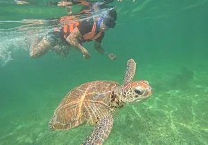 Sea Turtle Snorkeling in Akumal